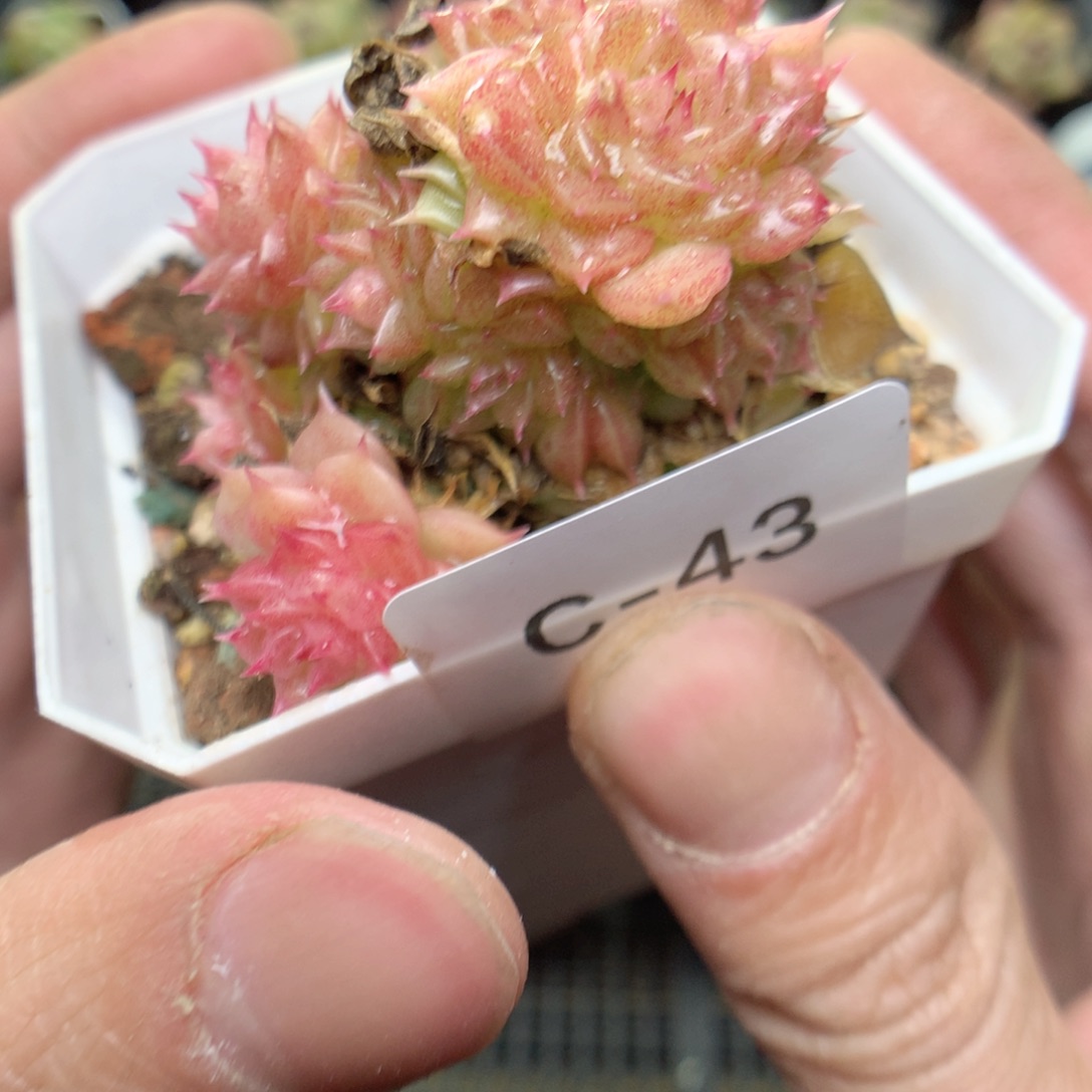 C43y y y y y y y