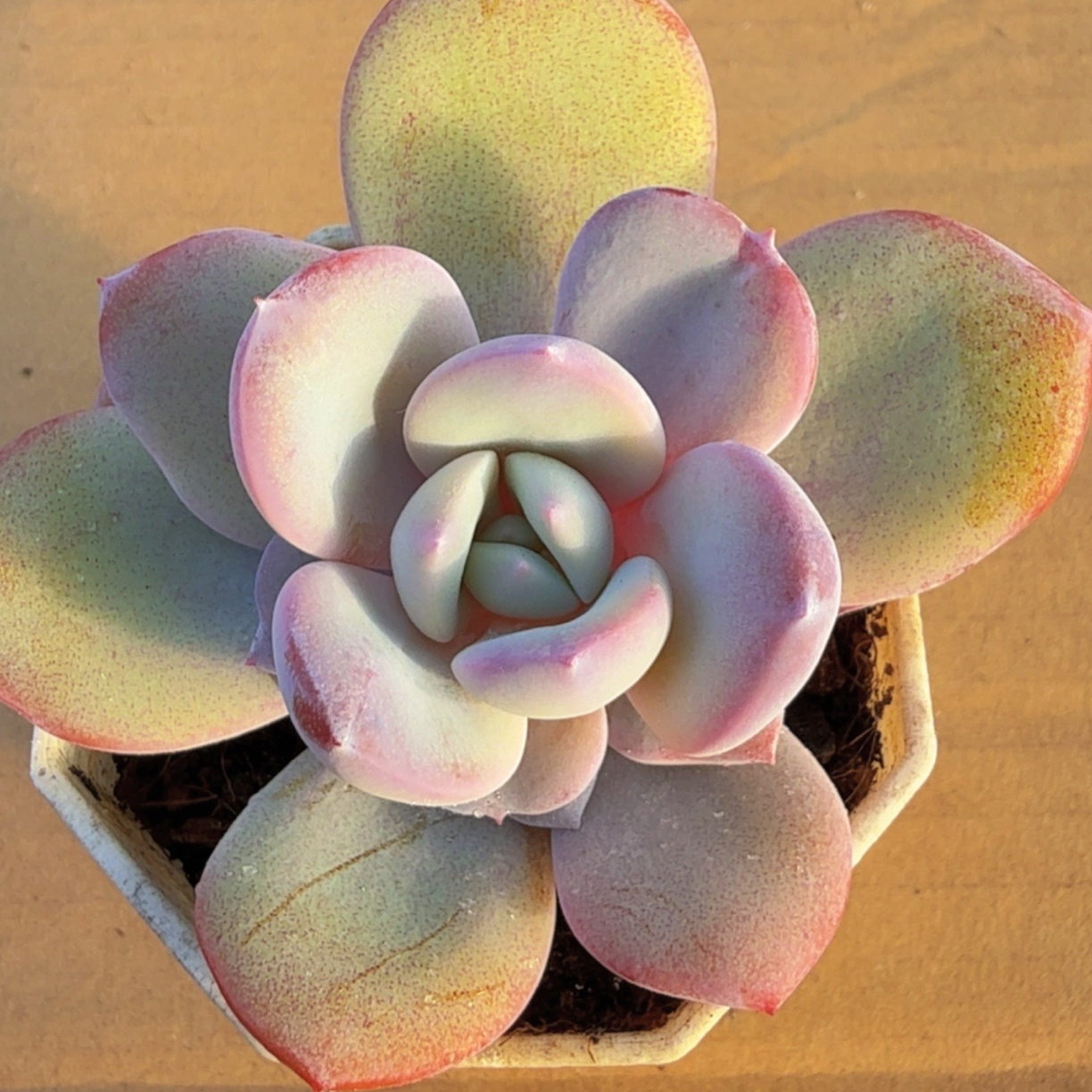 多肉七方奶茶（满12.9包邮）