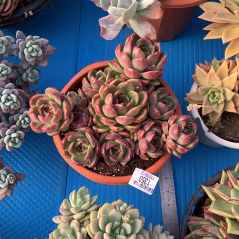 折***芋1350水晶多肉