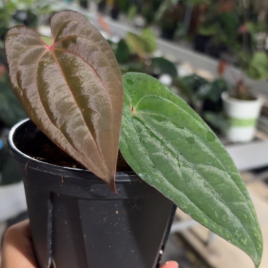 无花朵初代黑凤凰花烛