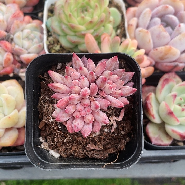 虞美人15.8一盆88888888