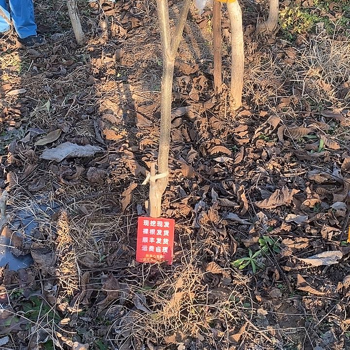 嘴***者文玩核桃吊坠蛤蟆顺丰到付