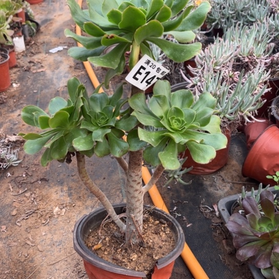 147军美丽不包断枝