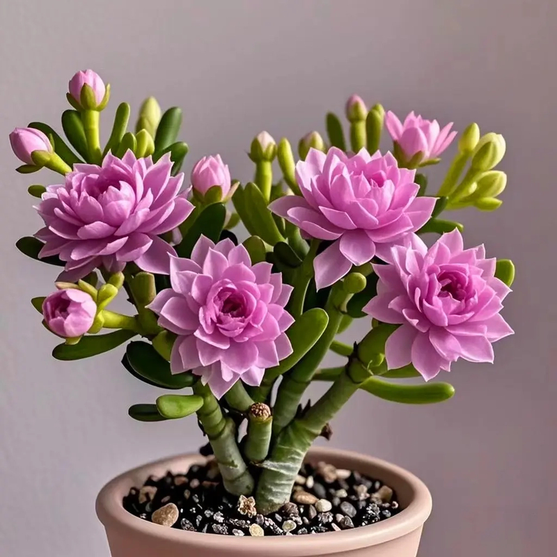 【香水味】新品紫月寒多肉种球驱蚊虫四季种植重瓣大花浓香花卉盆栽