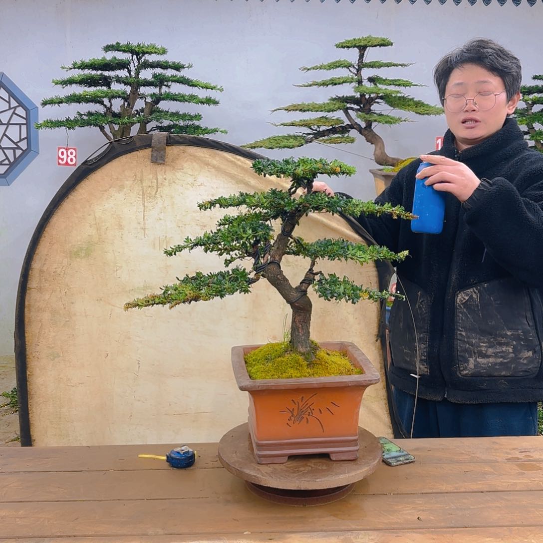 木红芽罗汉松带盆