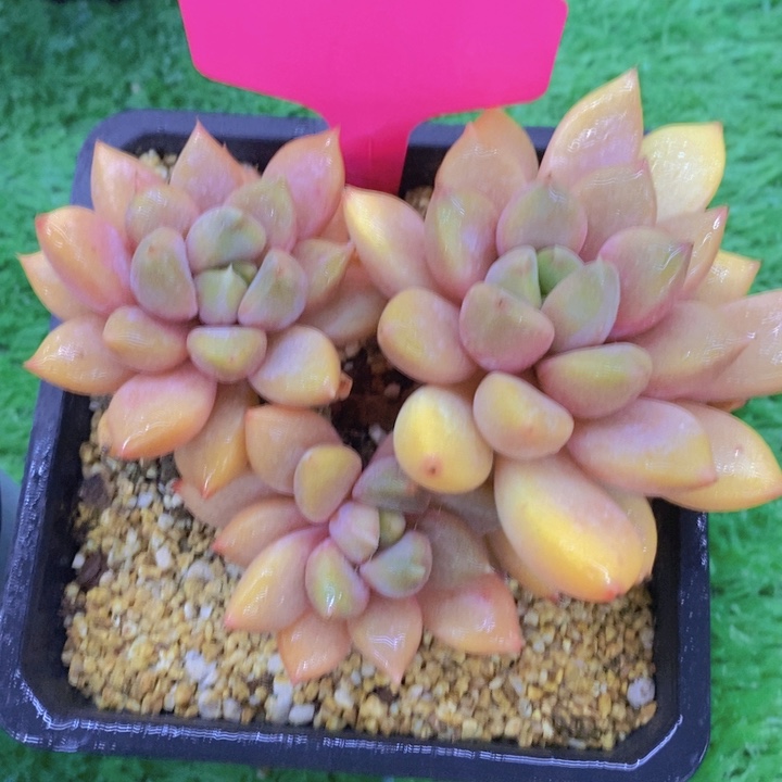 开心多肉，开开心心