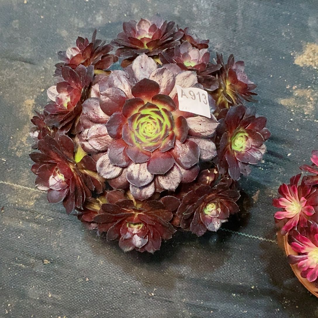 花花公子913多肉111111