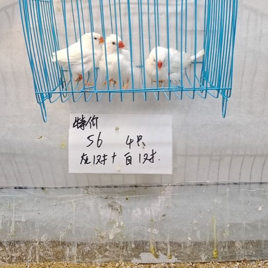 国***元珍珠鸟白色一公两母