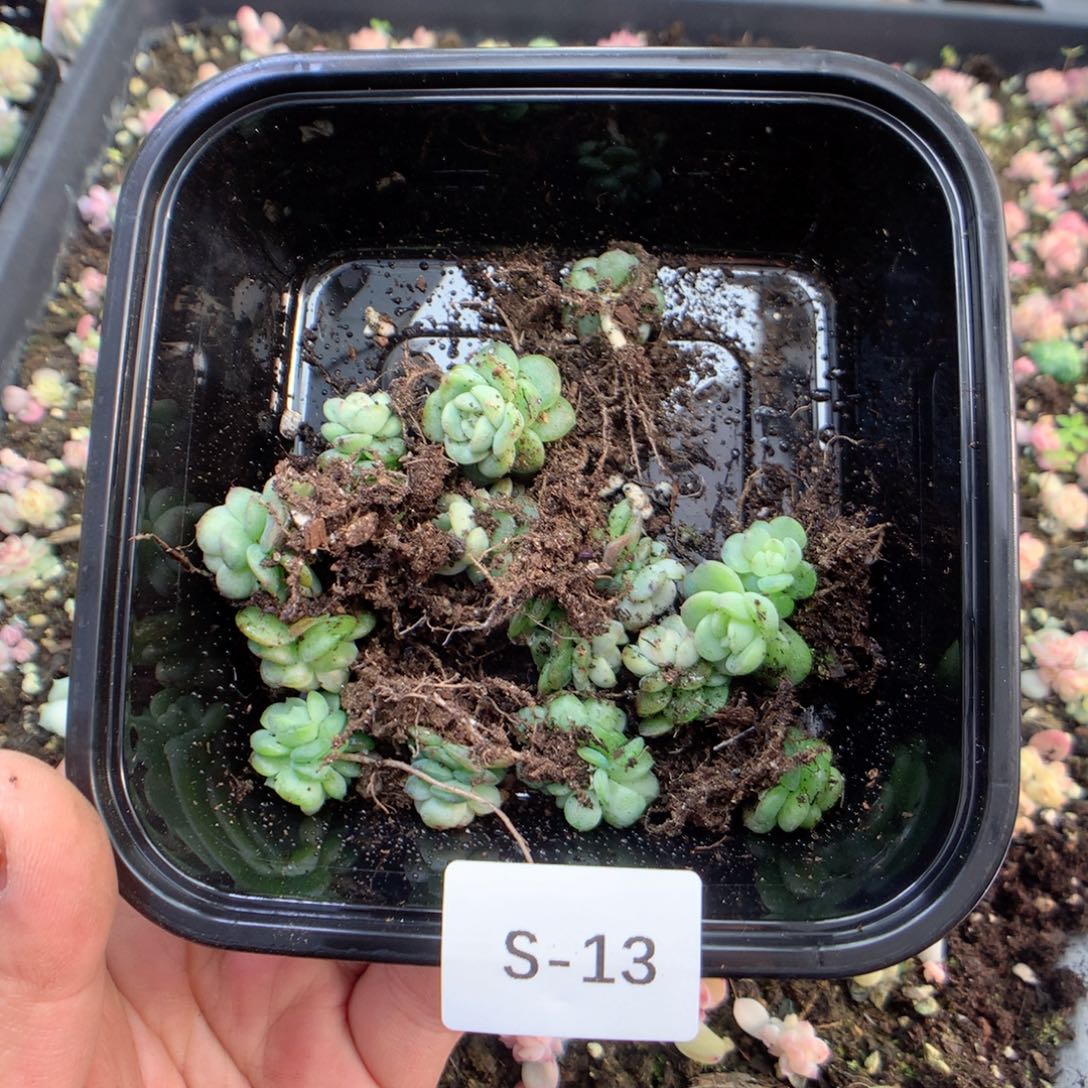 柠***肉无花朵S13月英语英语