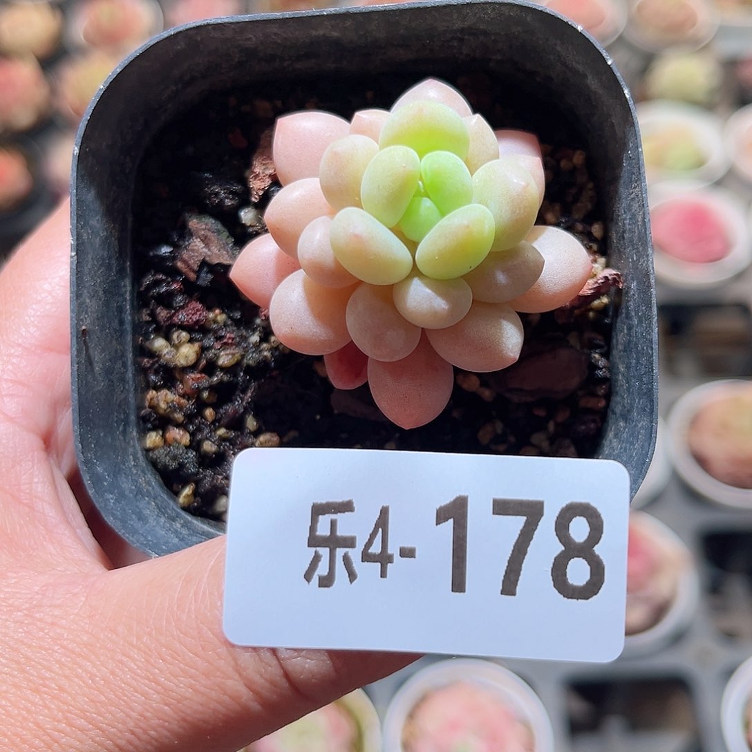 乐4-178 达芙妮单头