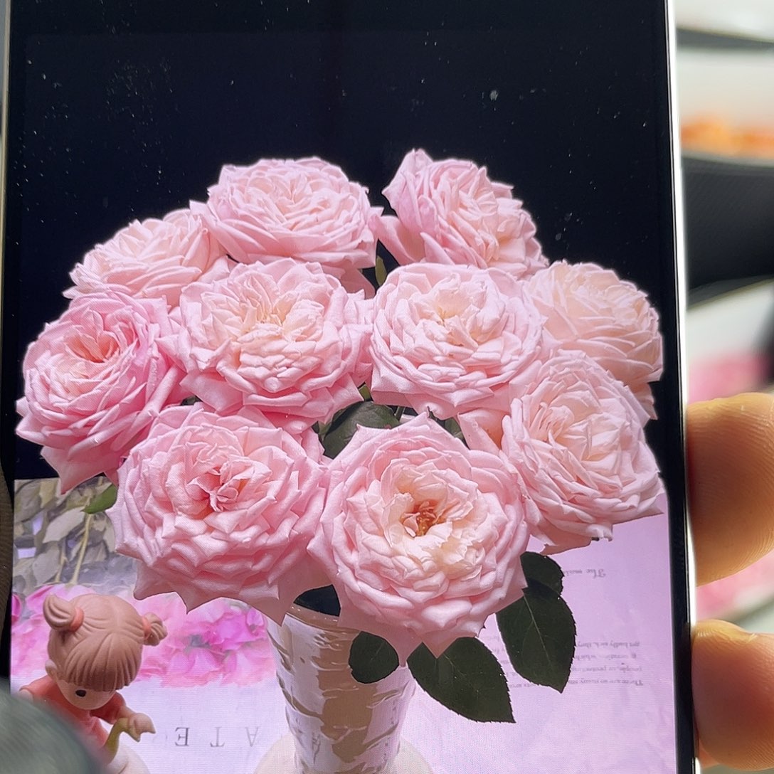 全部花苞德芮尔（樱桃唇）单头20枝