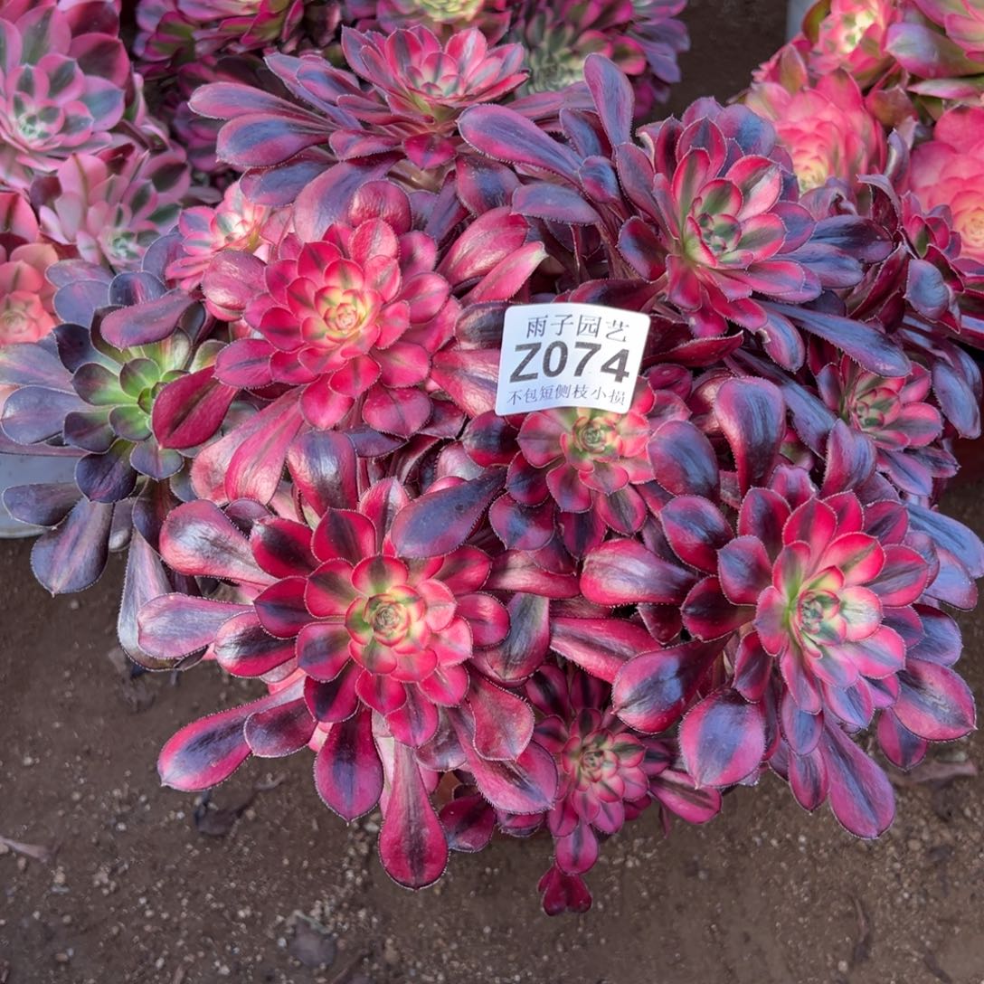 074香奈尔尺寸28左右