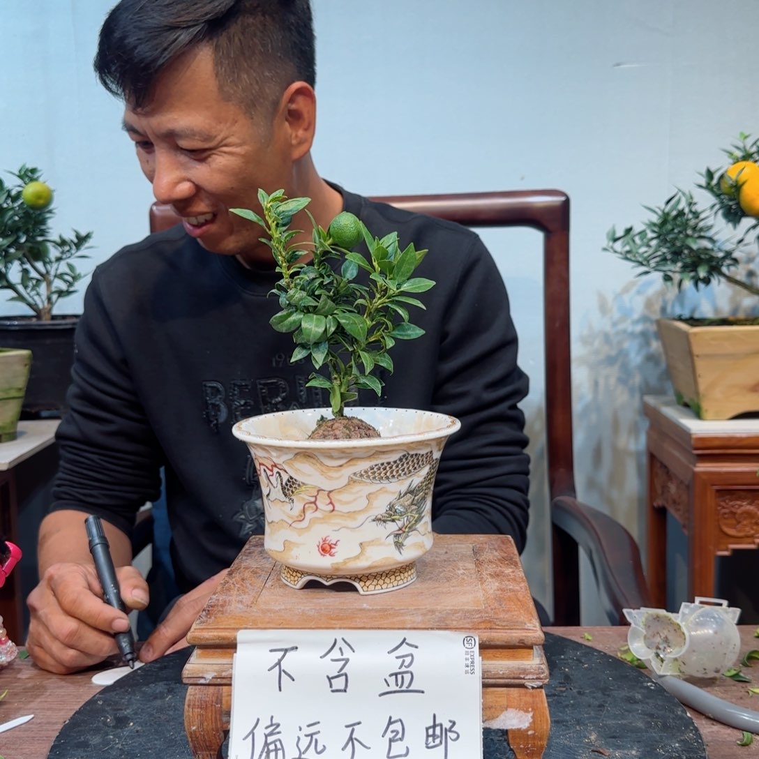 当前无花朵，栽培后可花朵大**利