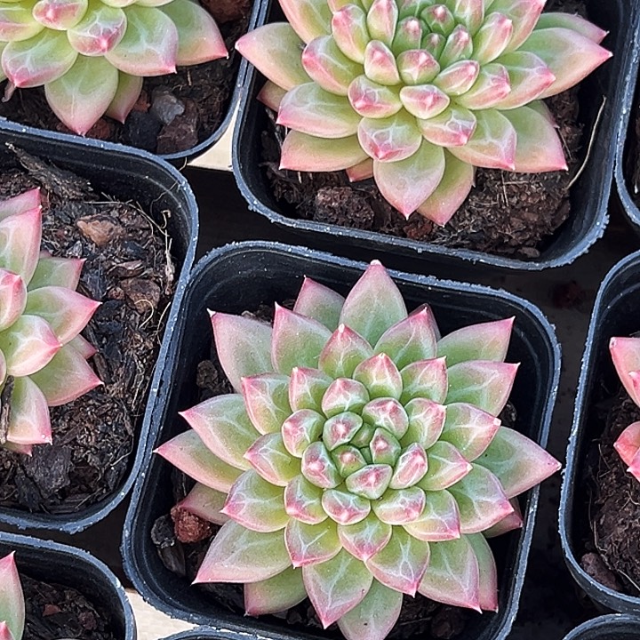 单头           甲骨文