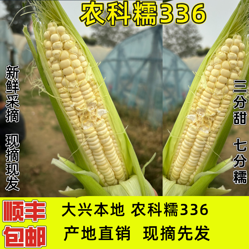 大兴本地农科糯336甜糯玉米鲜食玉米新鲜采摘北京市