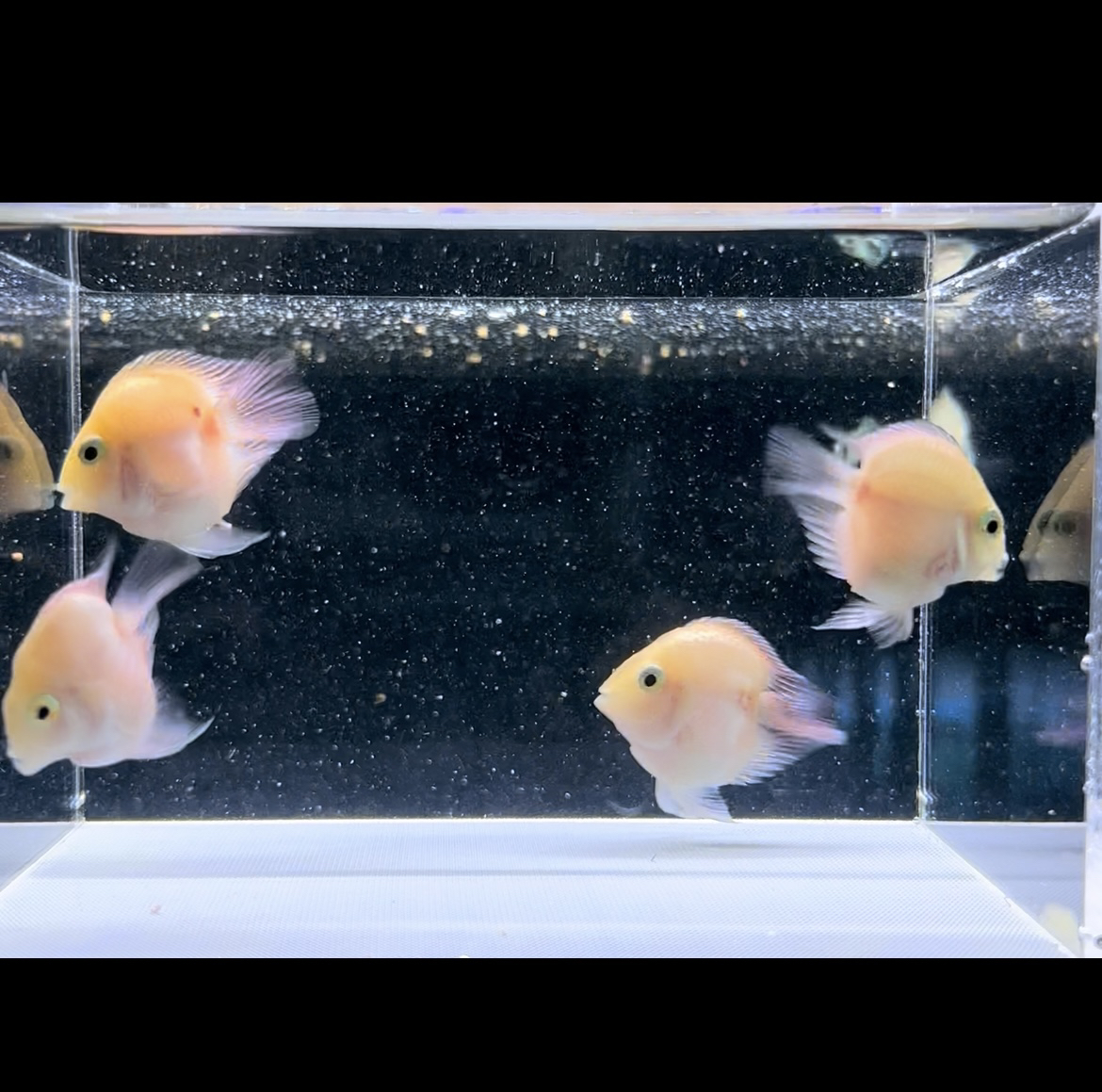 热带观赏鱼迷你鹦鹉鱼桃心/嘟嘟唇/双下巴/黑尾/宝蓝/白金/胭脂粉
