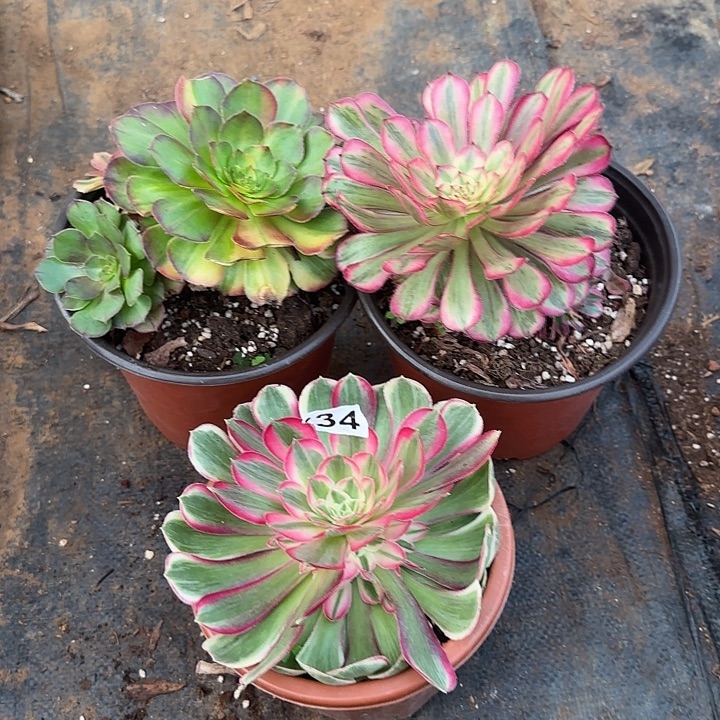 三颗多肉植物0034