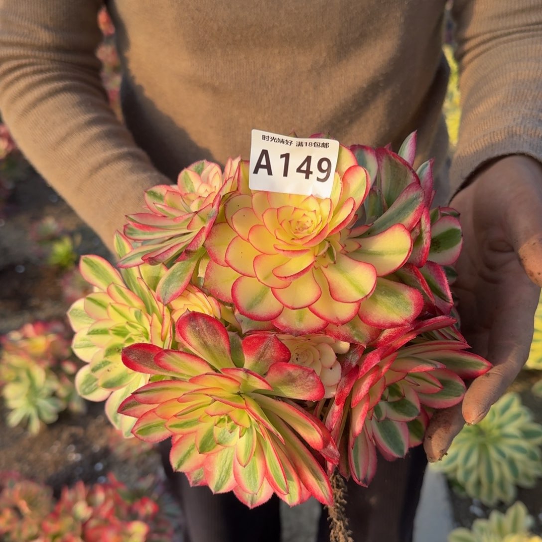 149荔枝。多肉植物