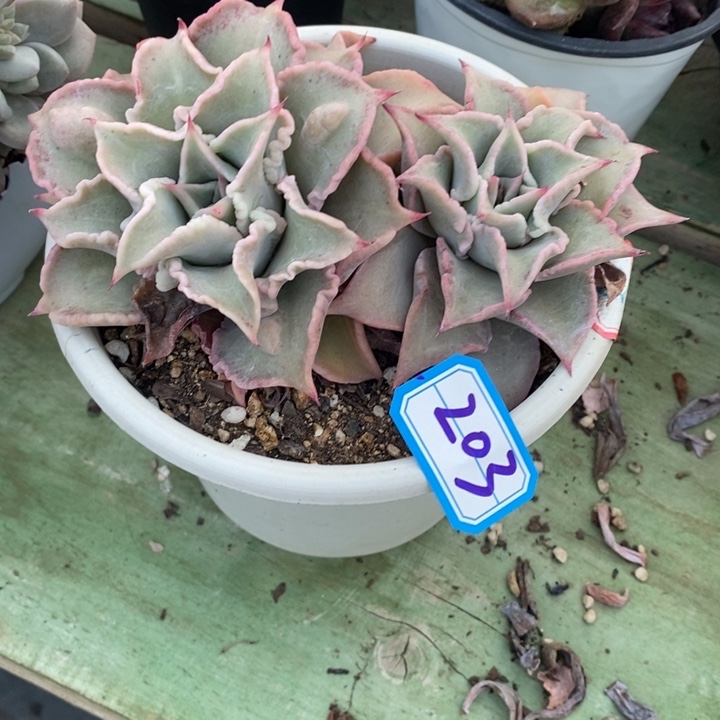 j*一物一拍嫂子皮多肉203