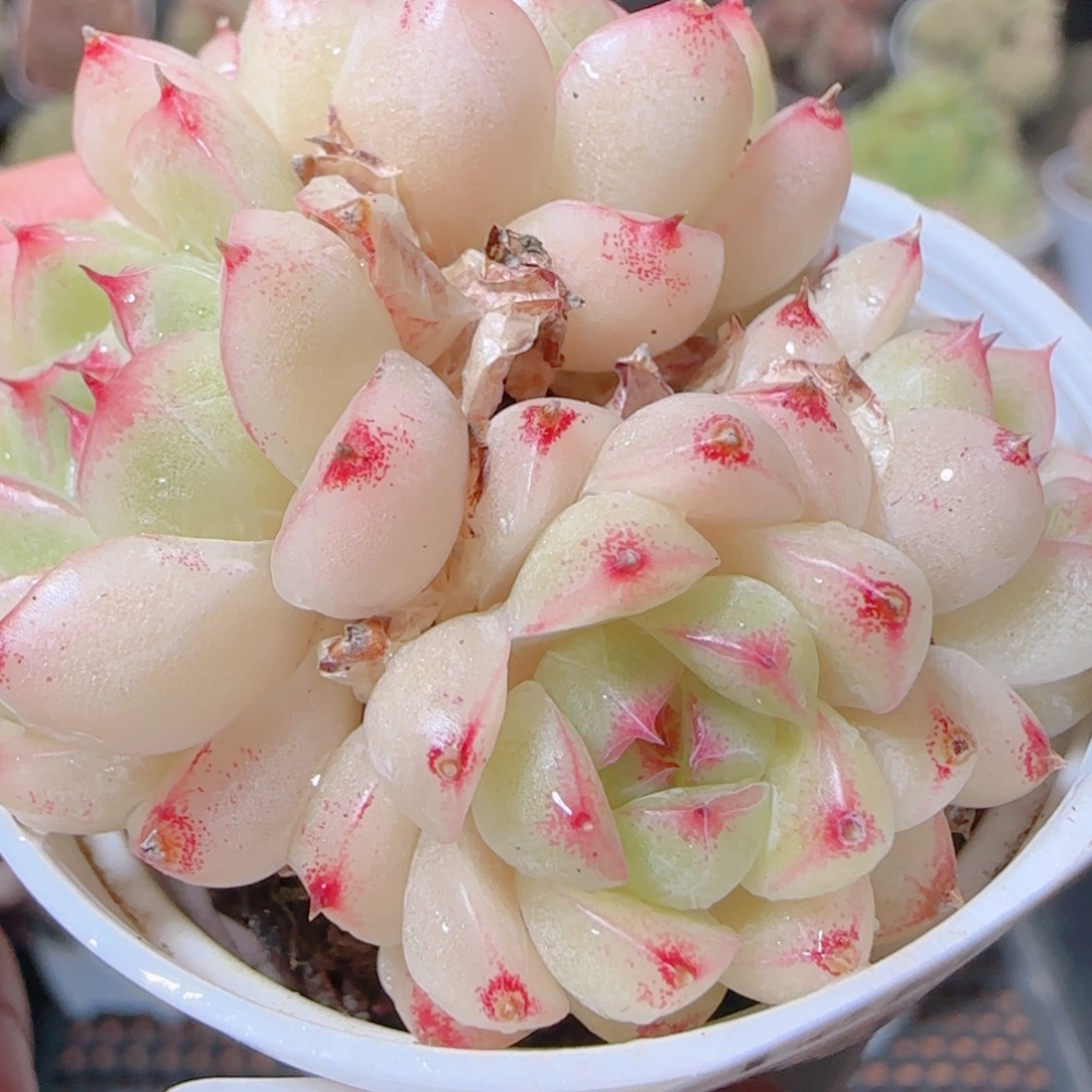 花语多肉1203-55散