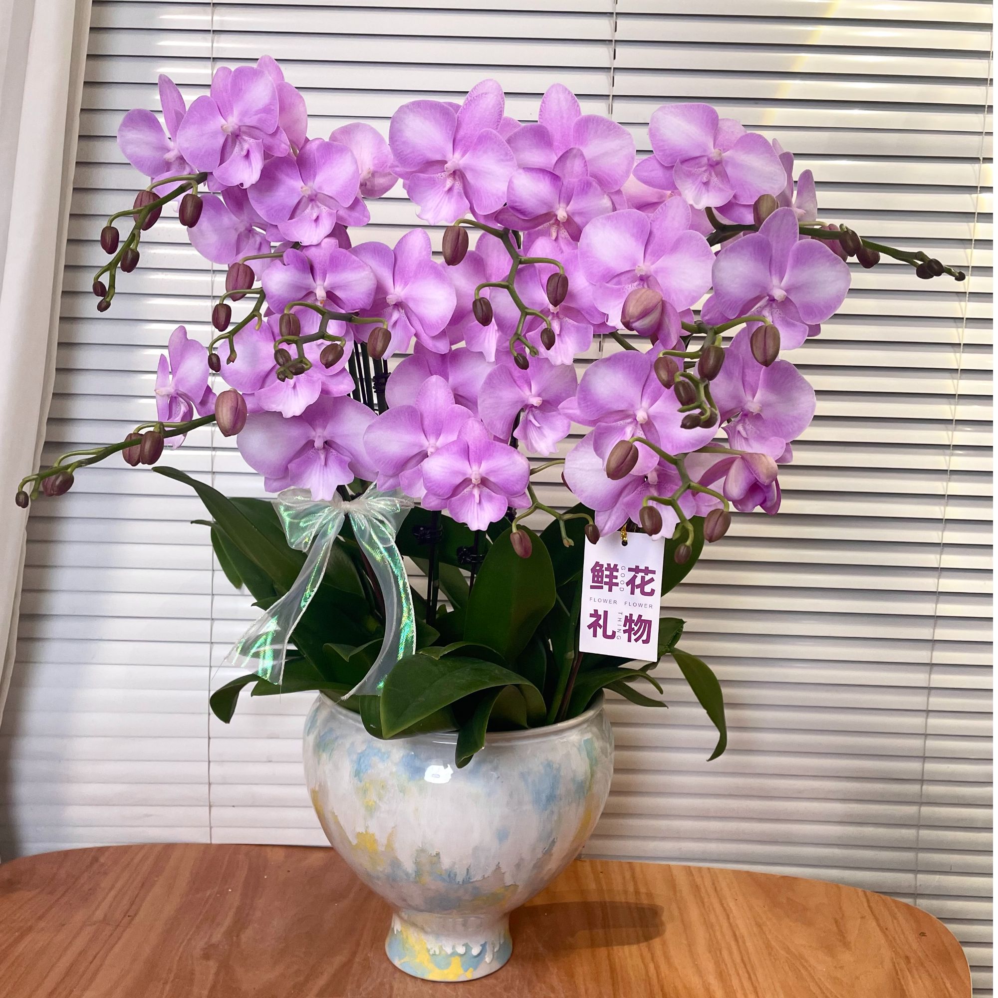 【骑士-蝴蝶兰】欧品花 高端 北欧风 轻奢 乔迁新居 送人 长花絮