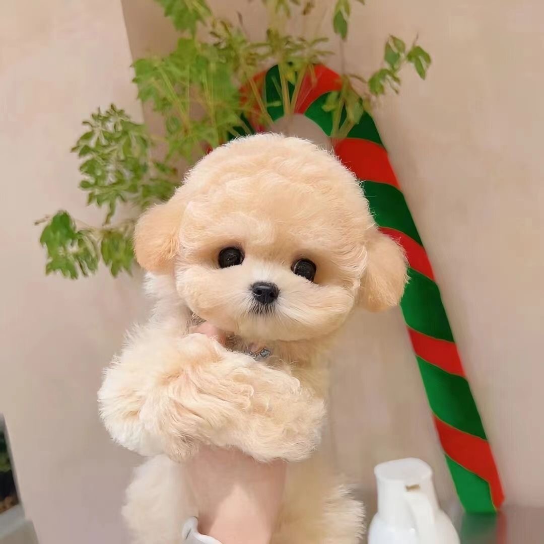 【胖姐家的】宠物狗狗连接（一物一拍）