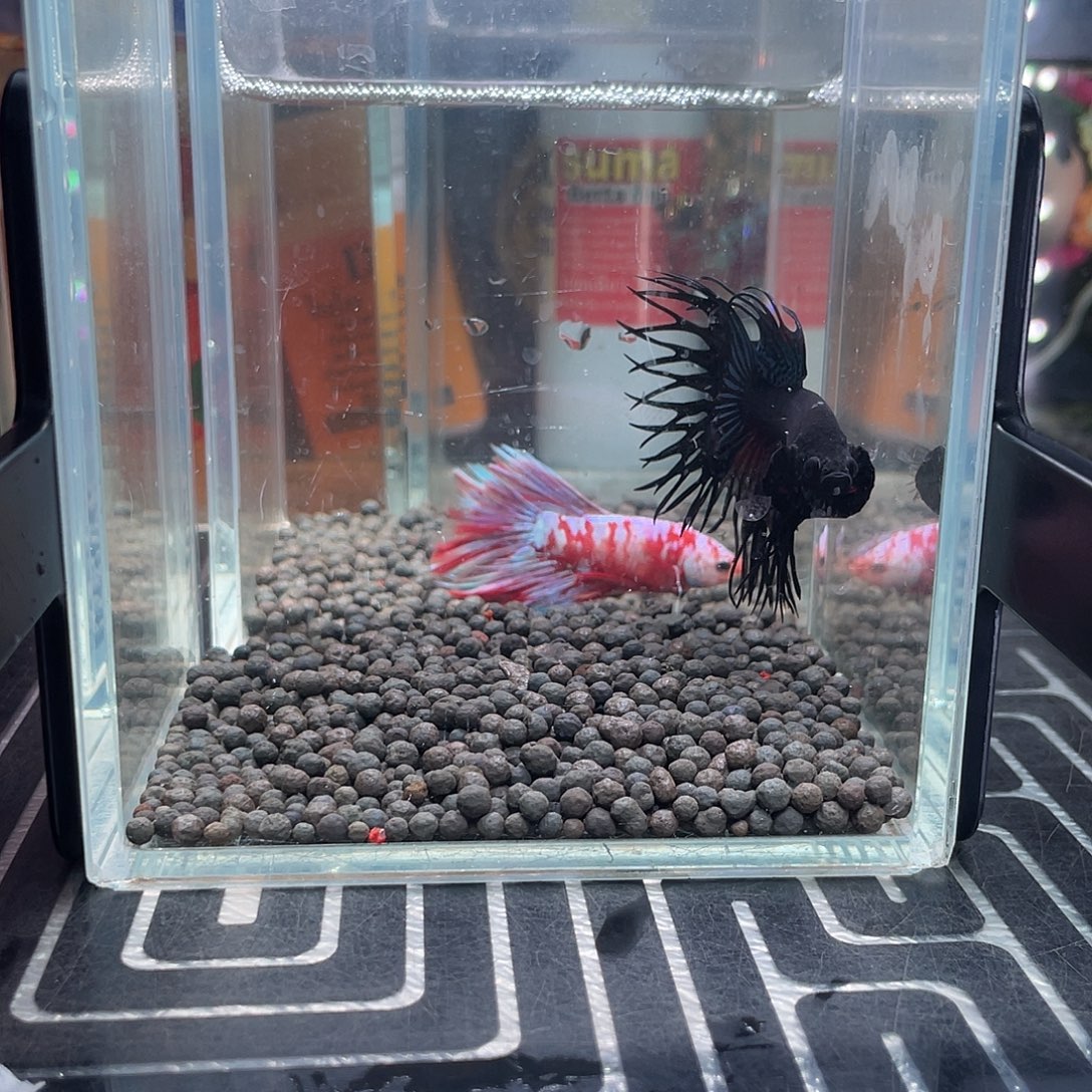 斗鱼26号128早黑毒