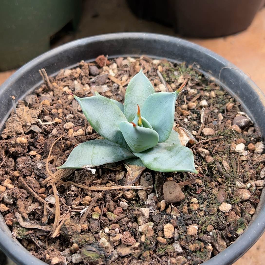 多肉植物一本刺龙舌兰