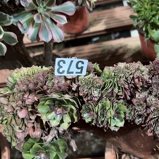 兔***子多肉植物一种抹茶573
