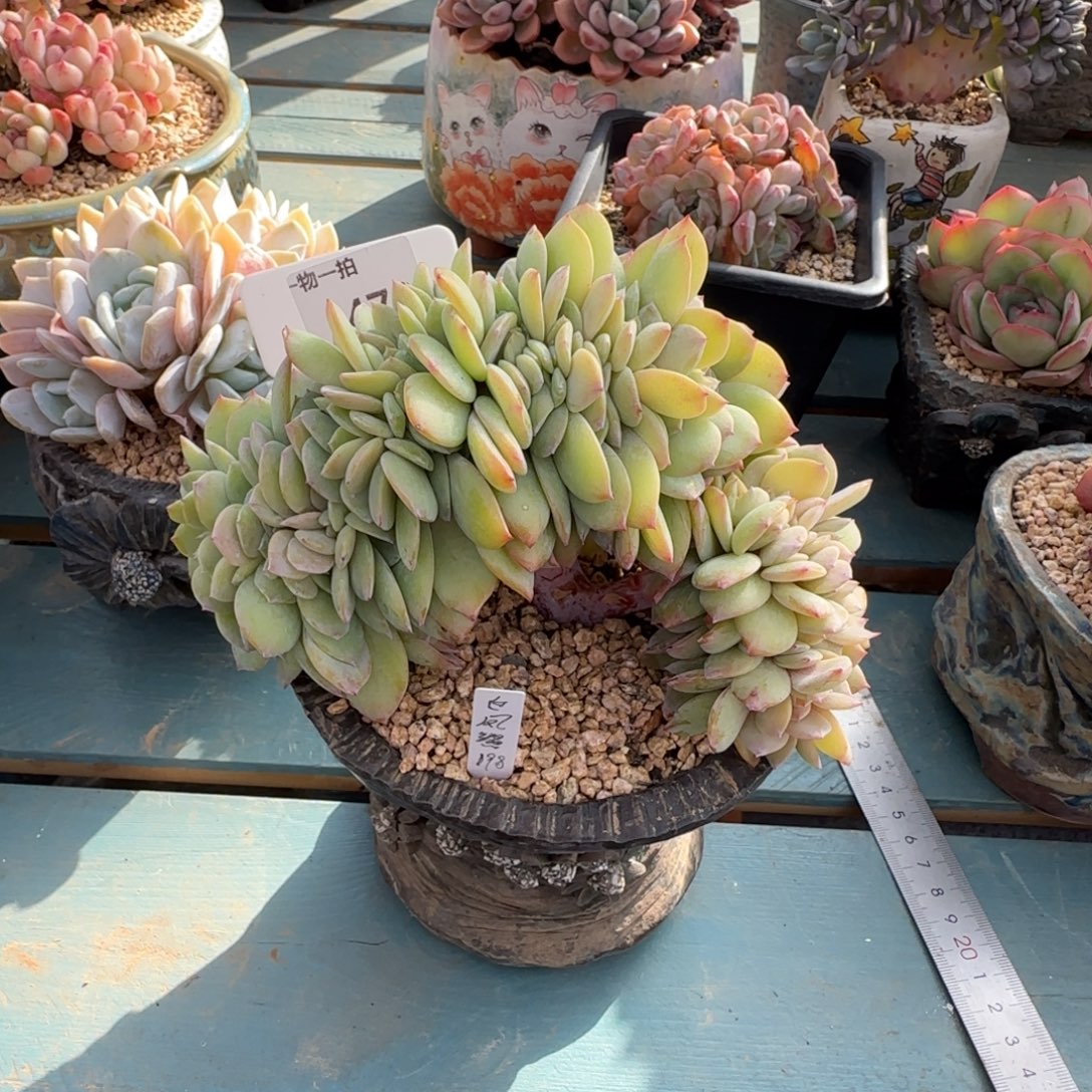 解忧一物一拍478号