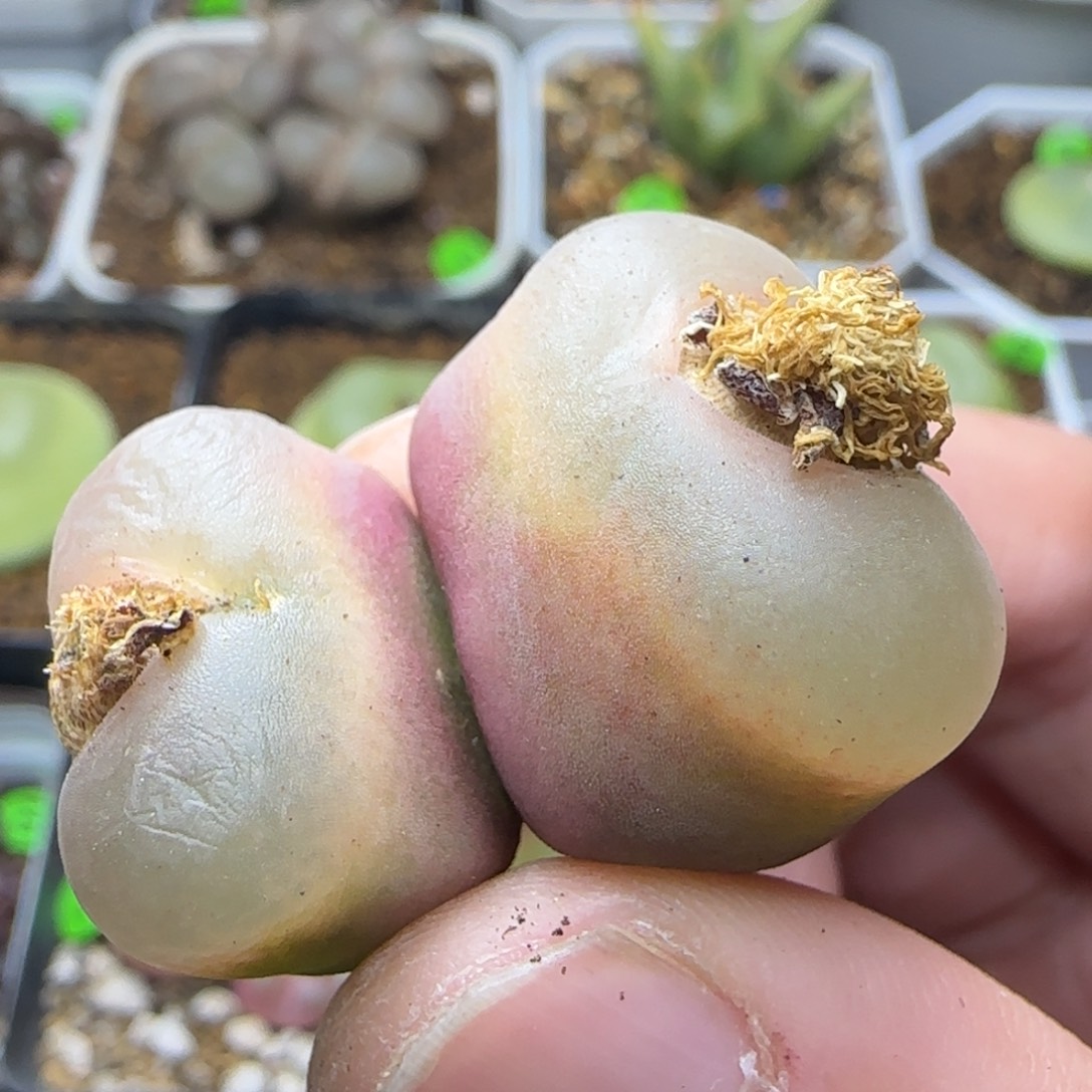 冰魄双头多肉植物102