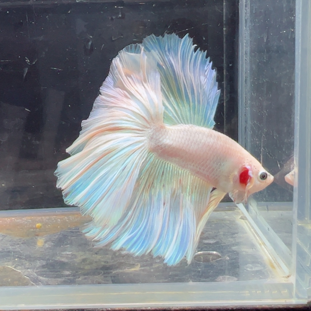 斗鱼浅色特殊尾hhhh