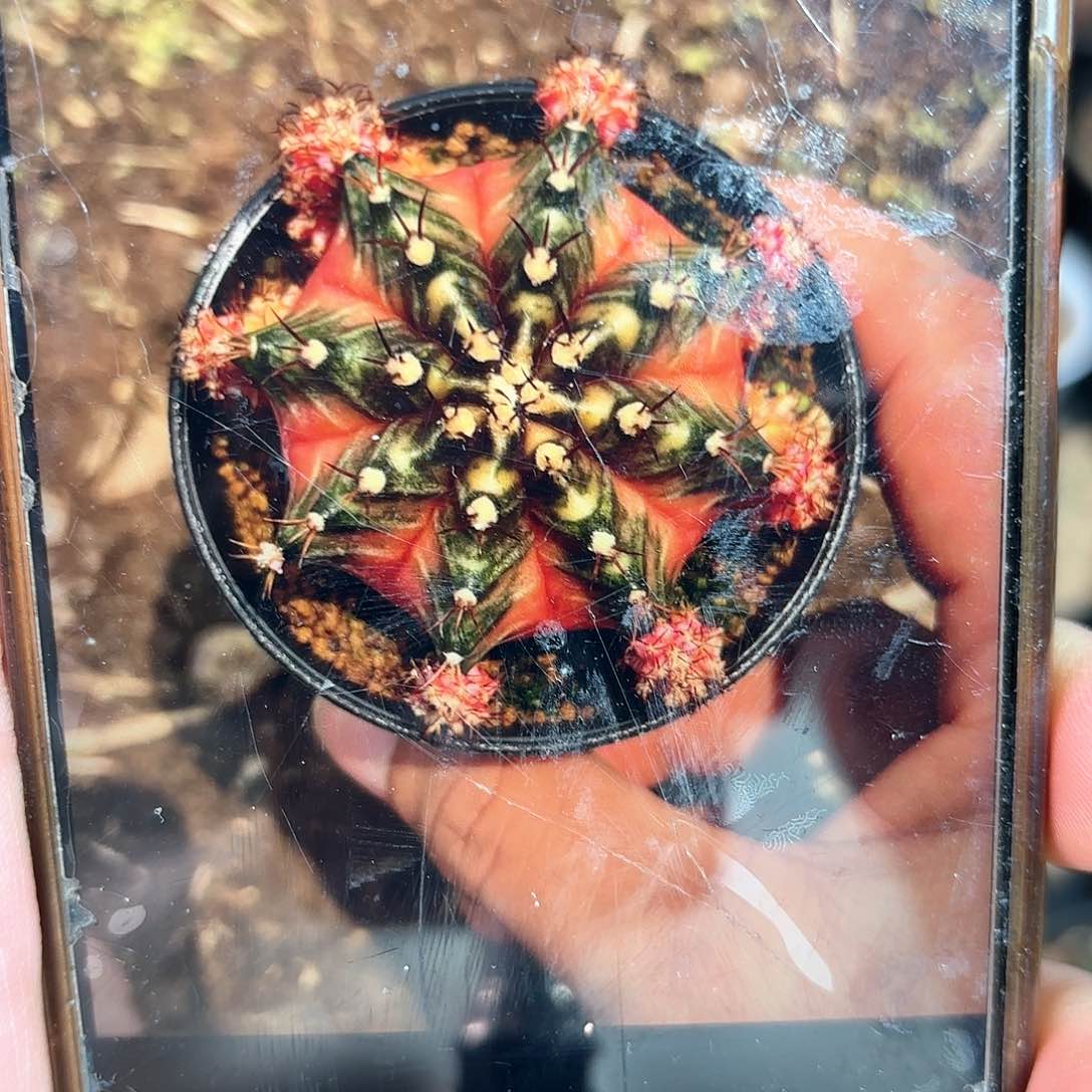 爱丽丝泰国名品仙人球母本