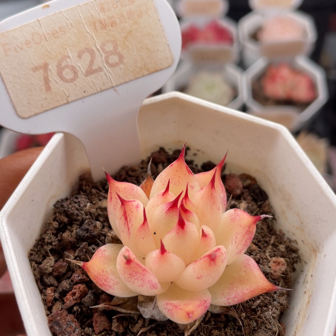 托斯卡内利7628-4.0厘米