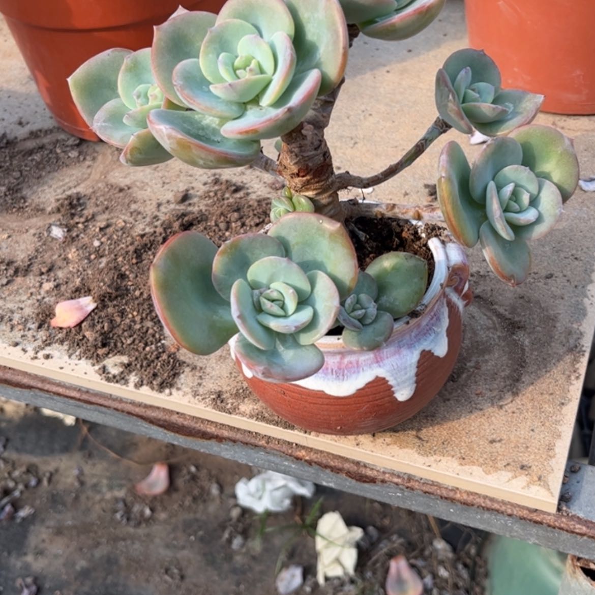 【闪购商品】无花朵碧****）