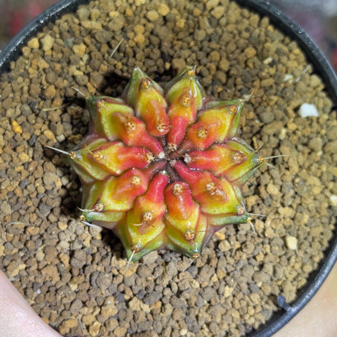 米哈星球00000000005