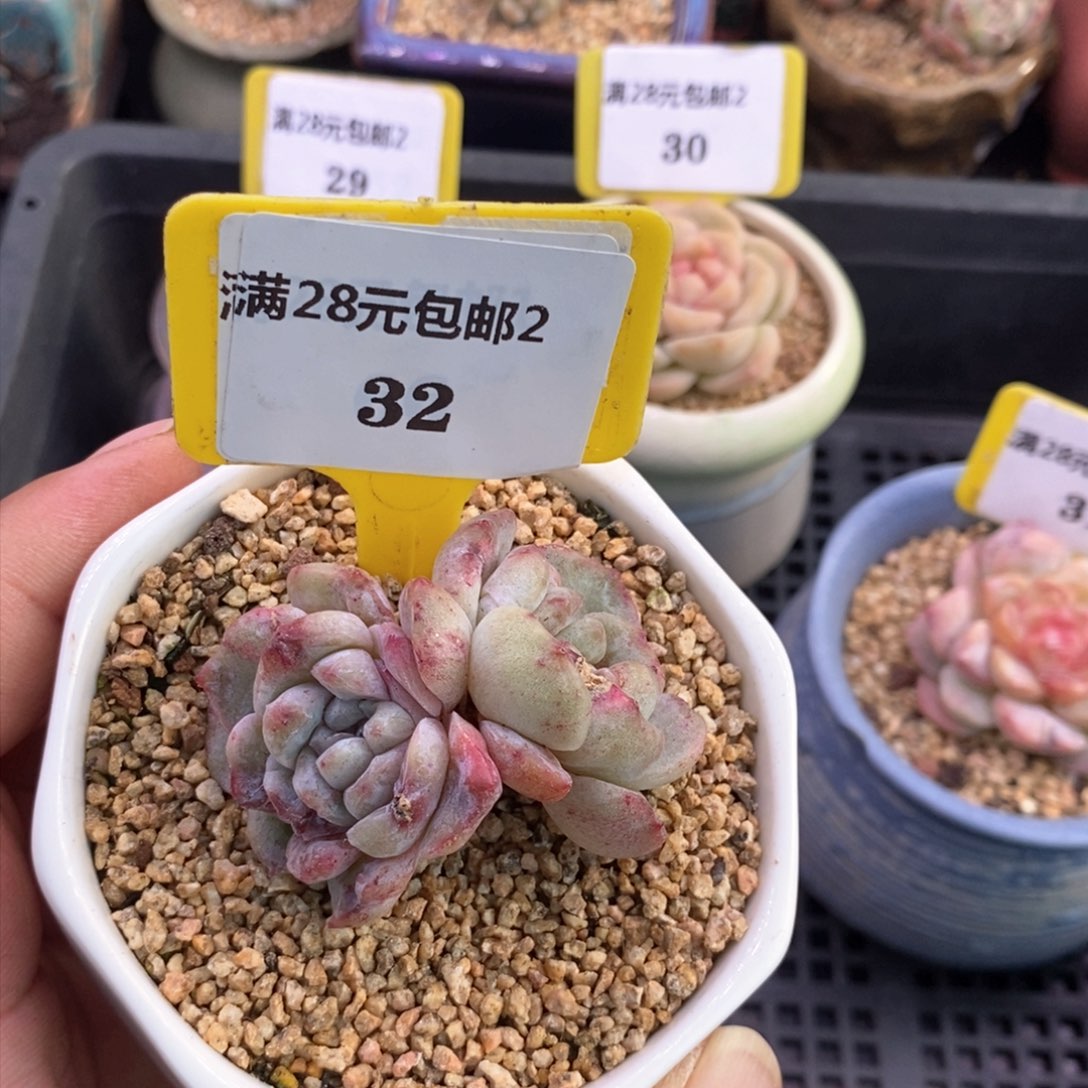 旺***糖232冰魄石化老桩多肉植物