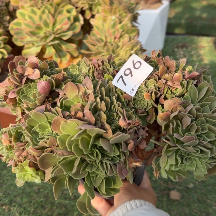 玫瑰法师锦缀化796