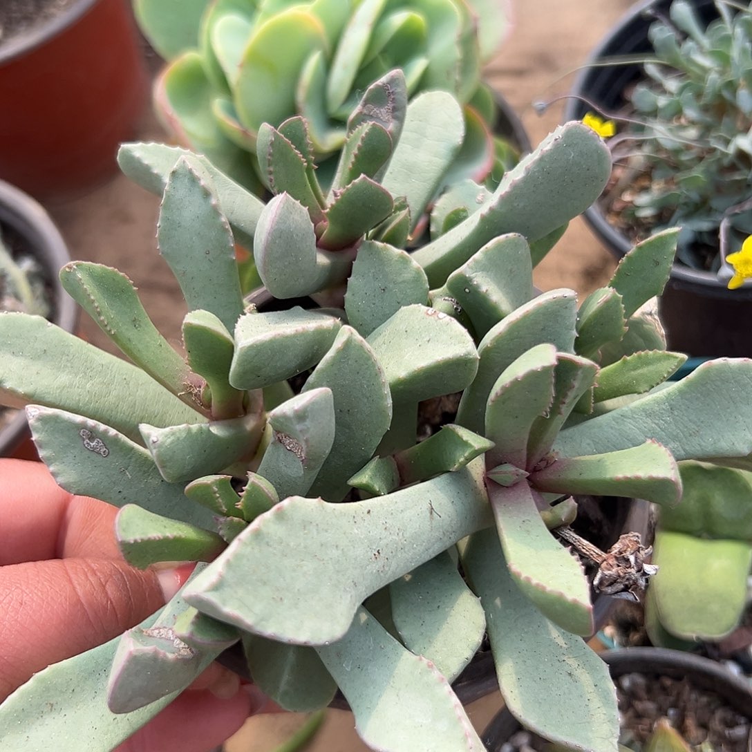 多肉植物锯齿枝干