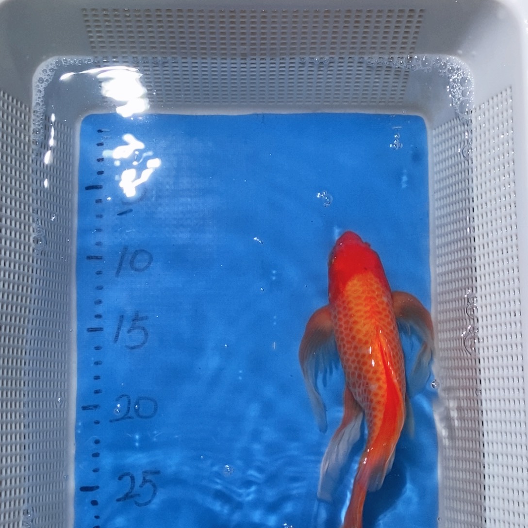 锦鲤锦鲤包邮包售后