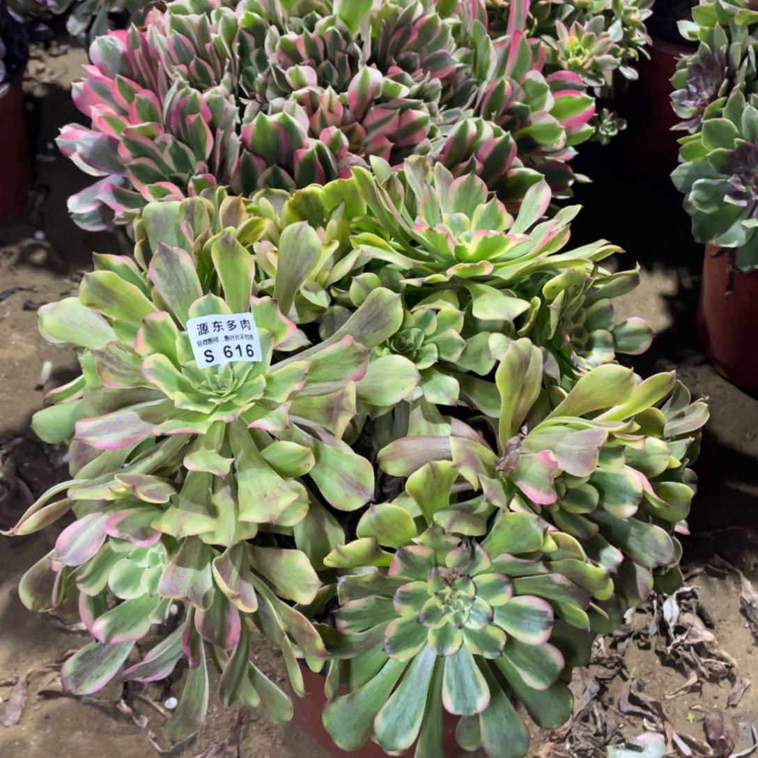 616沙皇多肉法师断枝不包