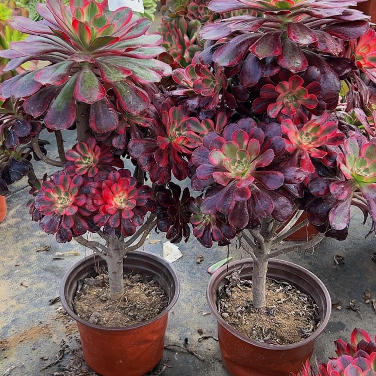 【闪购商品】多肉植物330.331丽娜。 