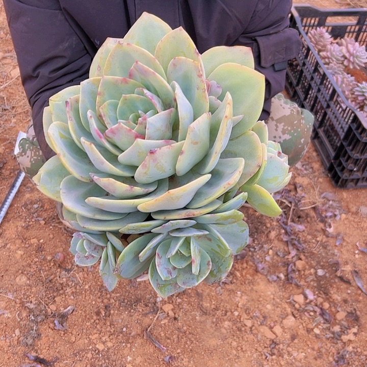 大白凤 多肉 30cm以上发货