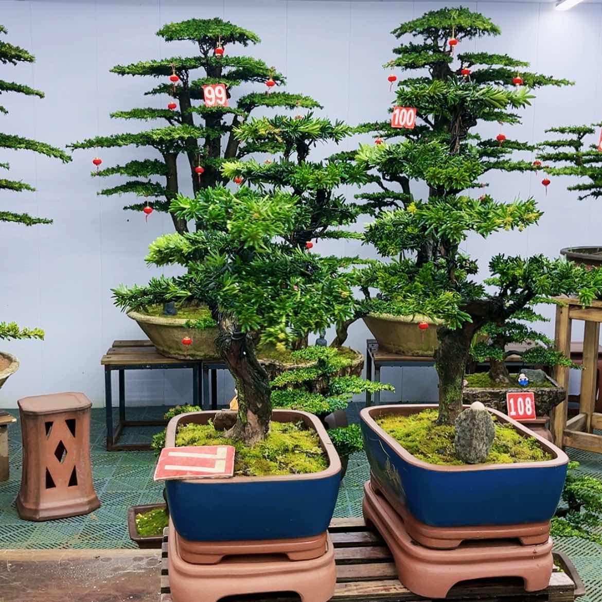 【闪购商品】罗汉松盆景艺术展等