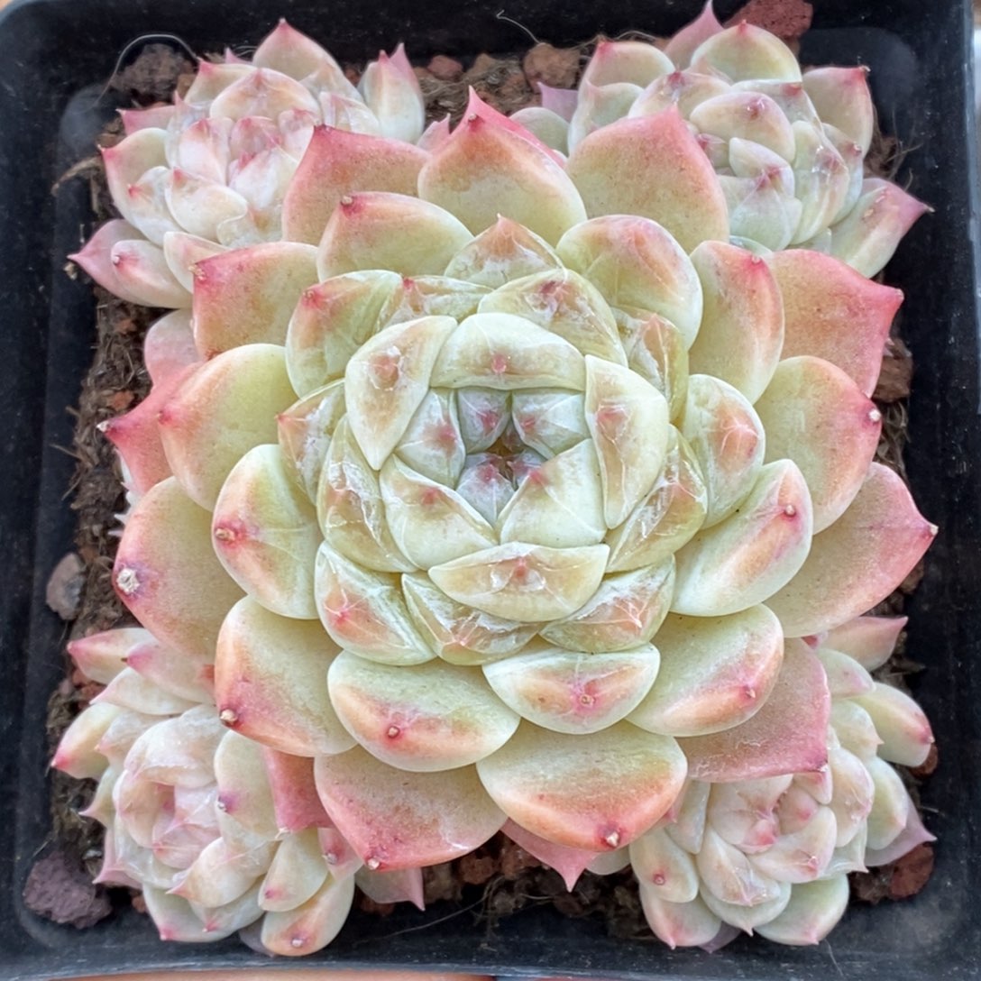 糖心冰魄群生9880号