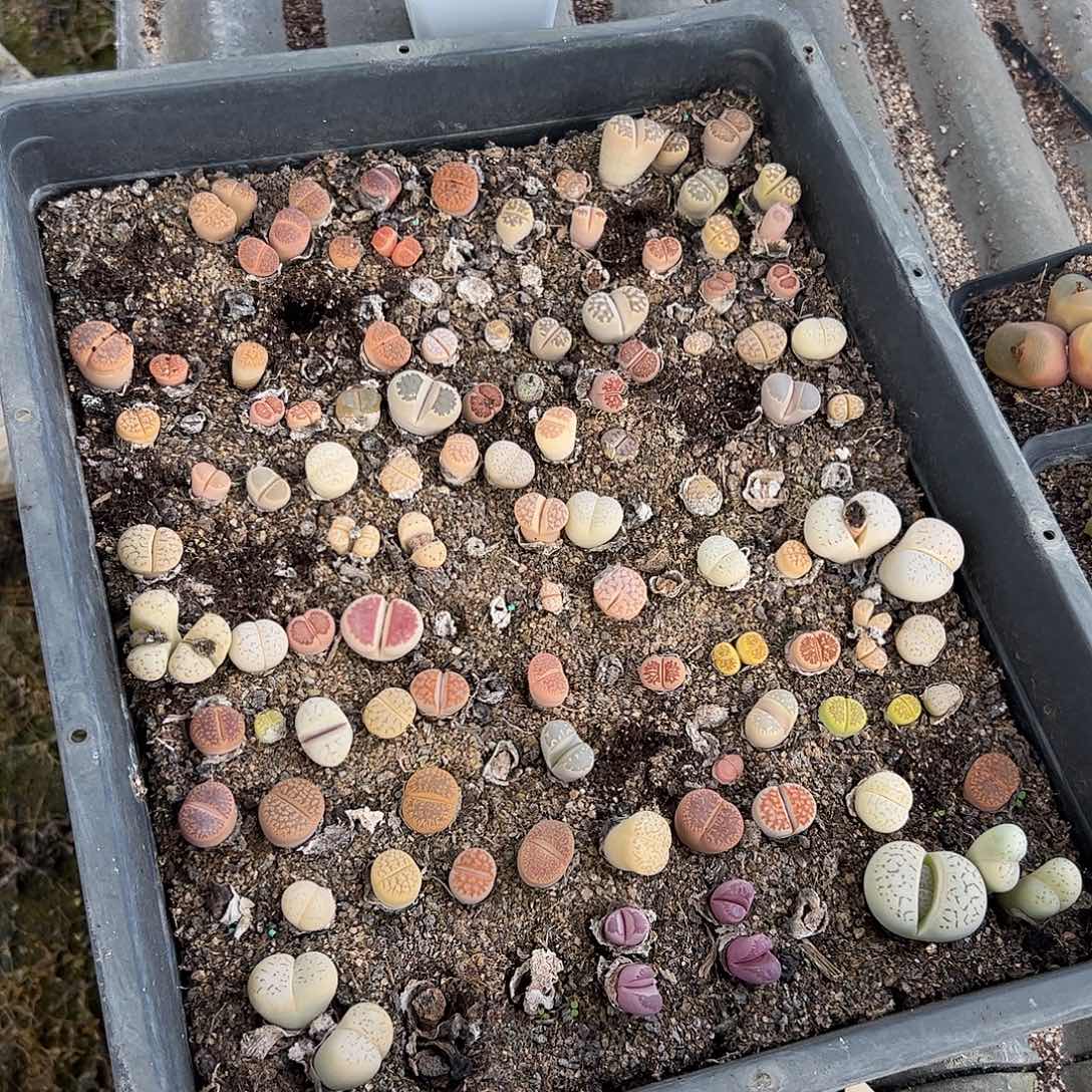 清框脱土发默认有瑕368