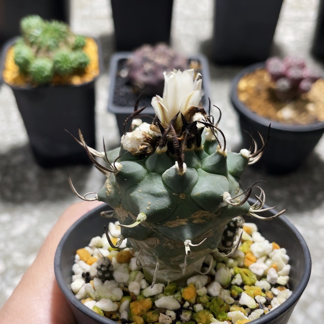 碳刺升云龙娇丽6666666666666