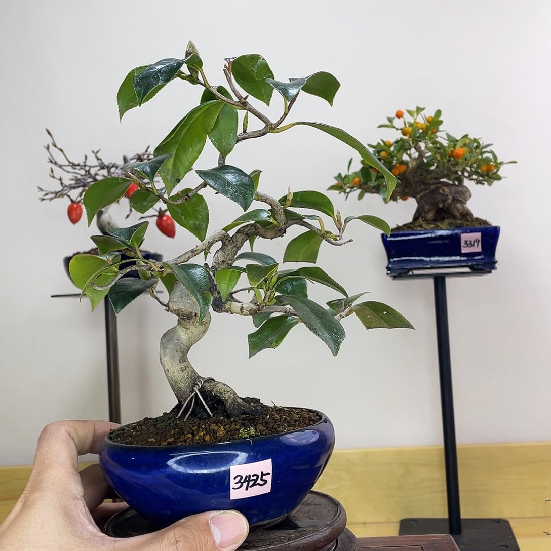 木本椿茶梅盆景盆栽