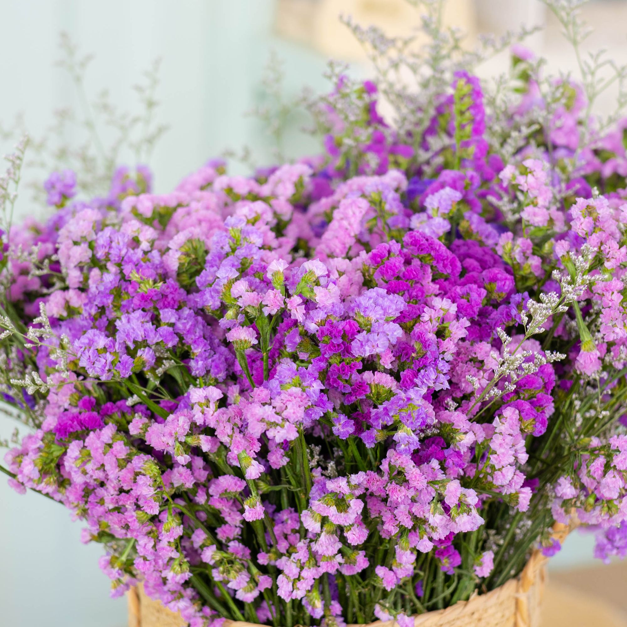 【两斤装勿忘我】买一斤送一斤到手两束昆明干花永生花鲜花