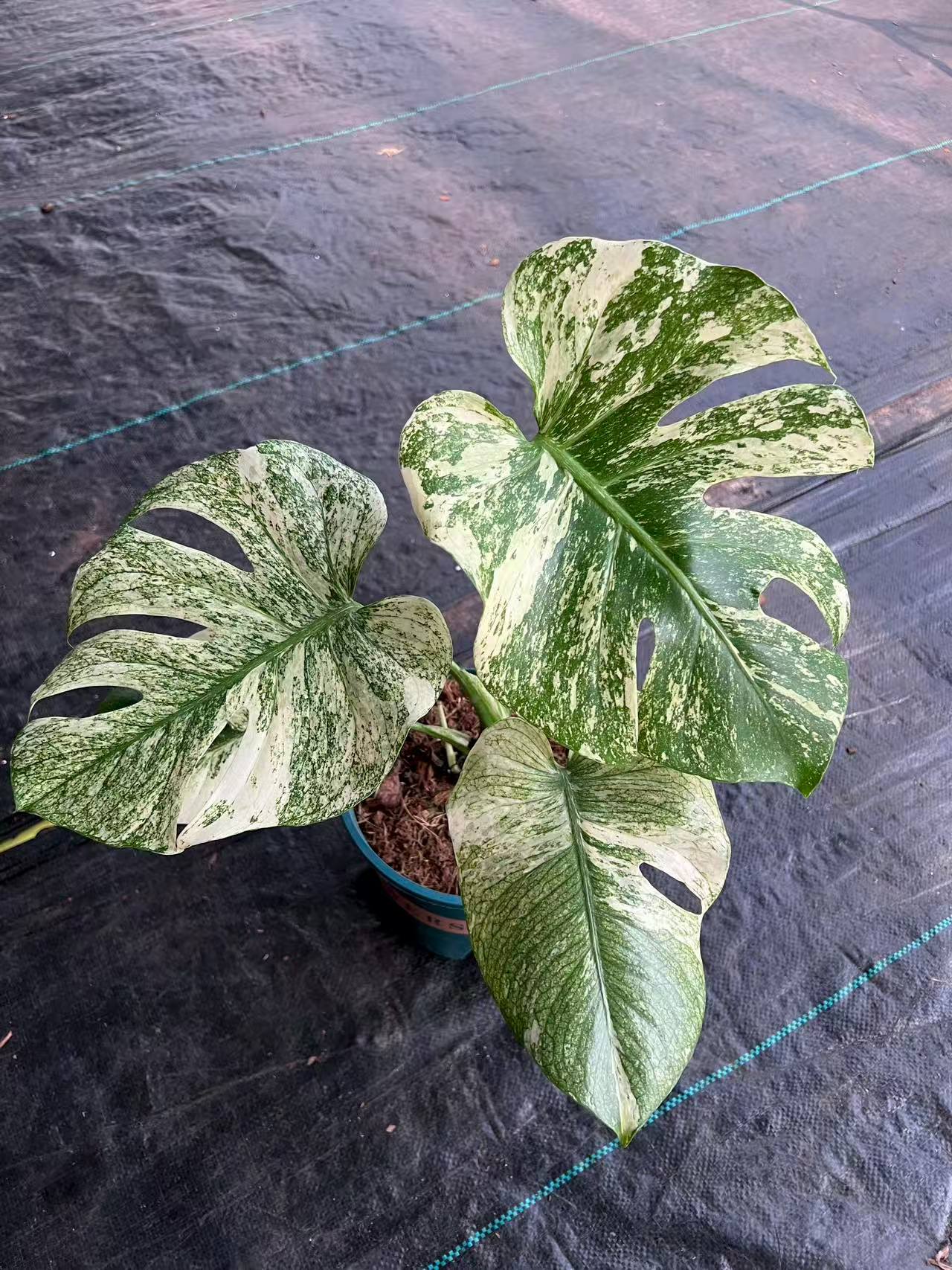 白怪兽 锦化龟背竹